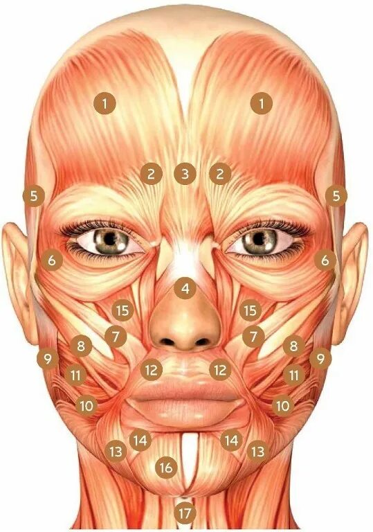 мезоботокс для лица схема. мышцы лица для ботокса. корругатор мышца анатомия. мышцы лица для ботокса. мышцы лица для ботокса.