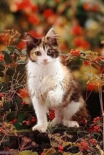 Флер коты