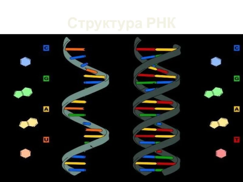 Структура молекулы РНК. РНК одноцепочечная молекула. Строение РНК. Модель РНК.