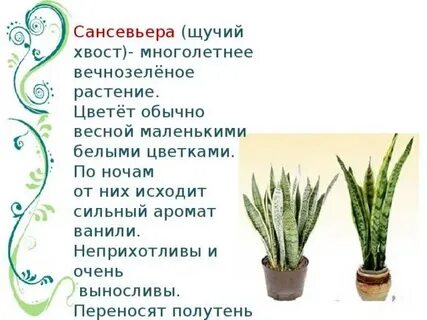 Сансевиерия какой грунт