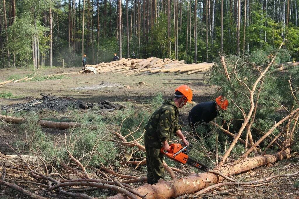 Вырубка деревьев участке область. Рубка деревьев. вырубка лесов. рубка леса. санитарная вырубка леса.