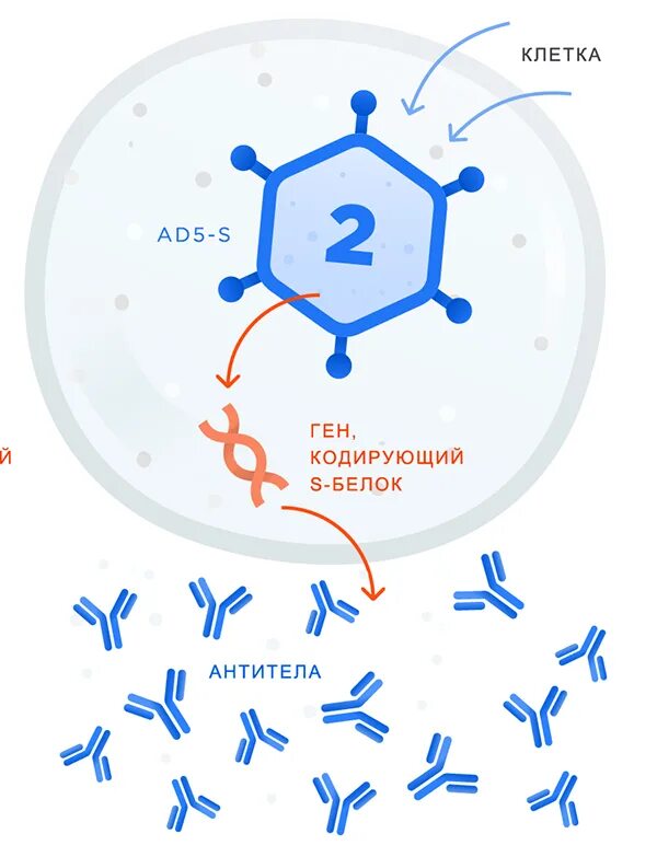 Механизм действия вакцин. Спутник вакцина аденовирус. Векторные вакцины аденовирус. Механизм действия вакцины Спутник. Векторная вакцина от коронавируса.