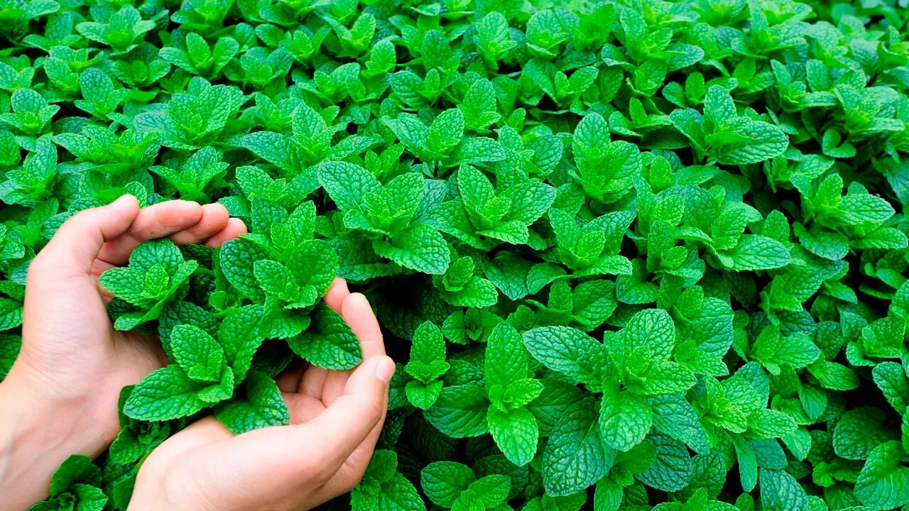 Мята ментоловая листики. Фактура листа мяты. Мята перечная (mentha piperita). Мятное поле. Мята ментоловая крупнолистная.