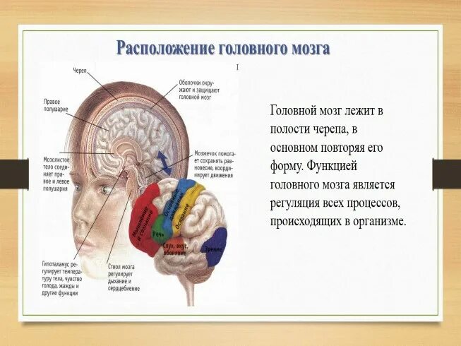 Презентация строение головного мозга человека. Строение головного мозга презентация. функции головного мозга презентация. анатомия мозга человека в картинках.