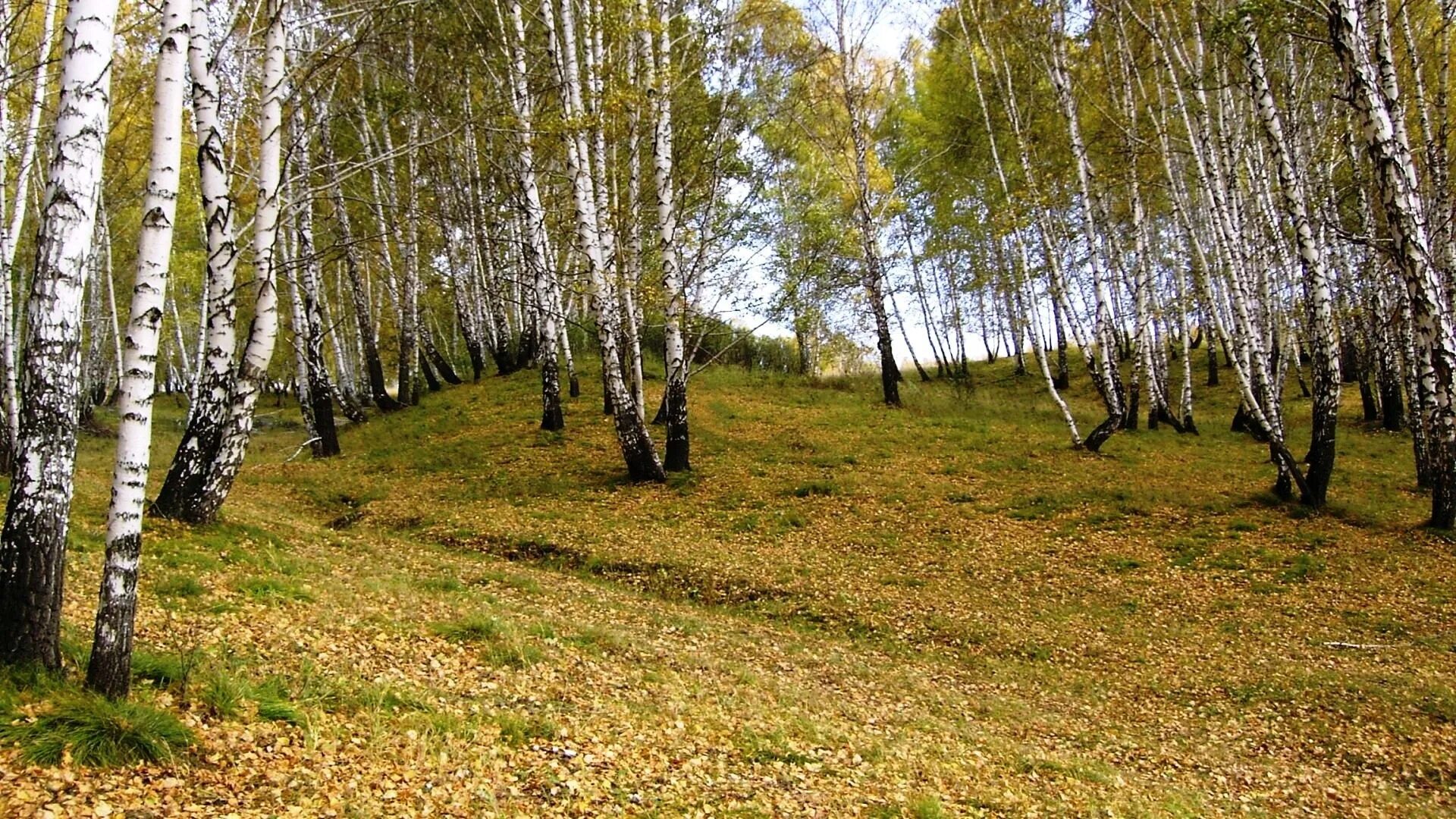 Березовый лесок