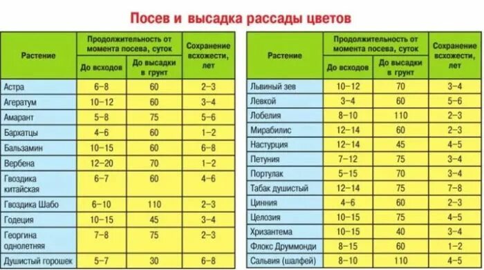 Сроки посадки однолетников на рассаду таблица. Сроки посева цветов на рассаду таблица. Таблица сроков посева однолетних цветов на рассаду. Сроки посадки цветов на рассаду. При какой ночной температуре можно высаживать