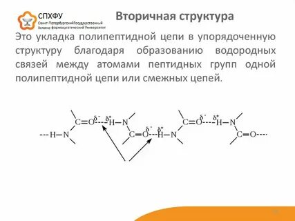 Водородные связи между пептидными группами