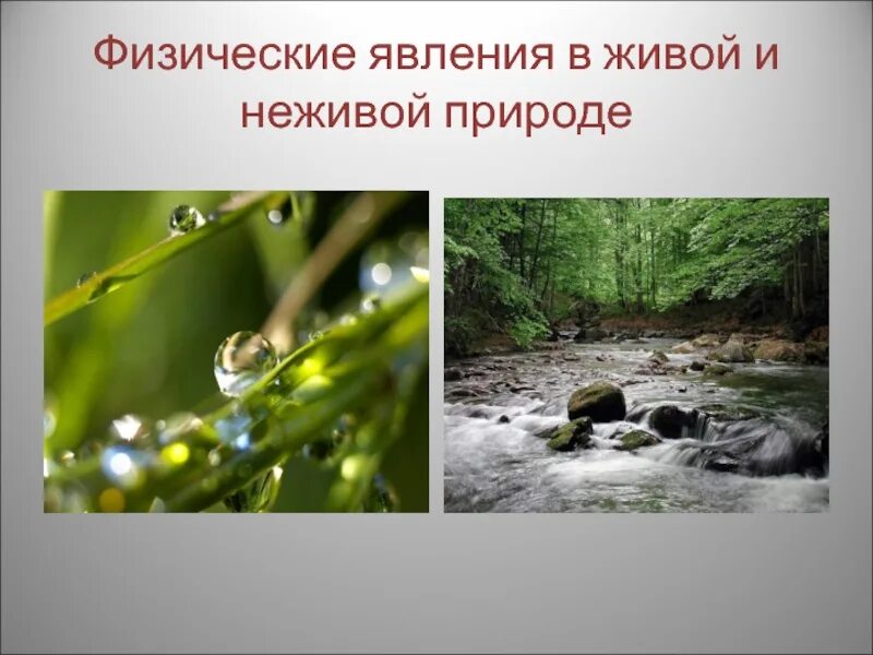 Что является явлением живой природы. Физические неживой природе. физические явления в живой природе. при физических явлениях в живой неживой природе. биологическое явление неживой природы.