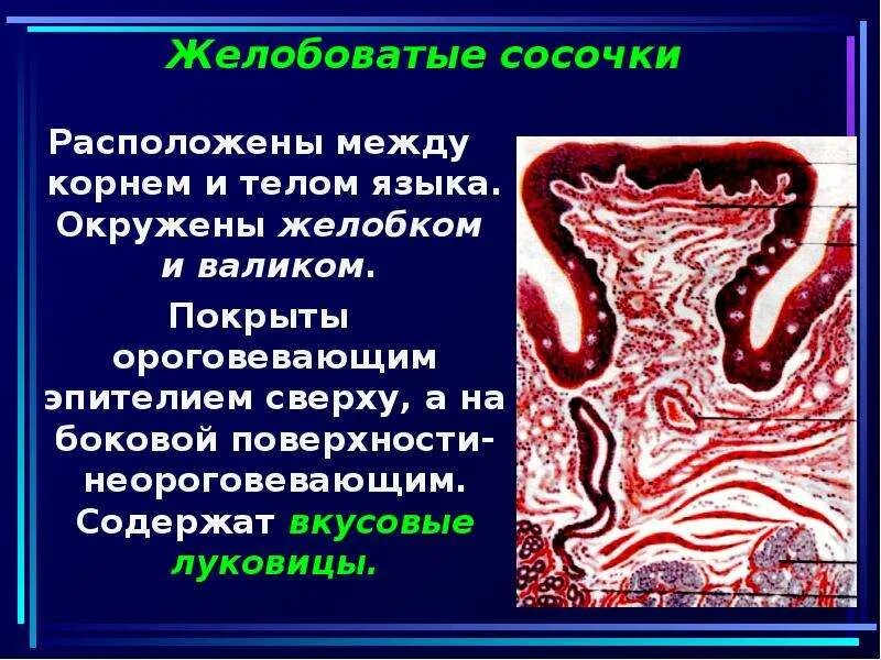 Вкусовые сосочки язык грибовидные. Листовидные сосочки языка. Желобовидный сосочек языка. Желобовидные сосочки препарат гистология. Желобовидный сосочек языка.