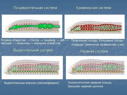 Кровеносная и дыхательная система круглых червей