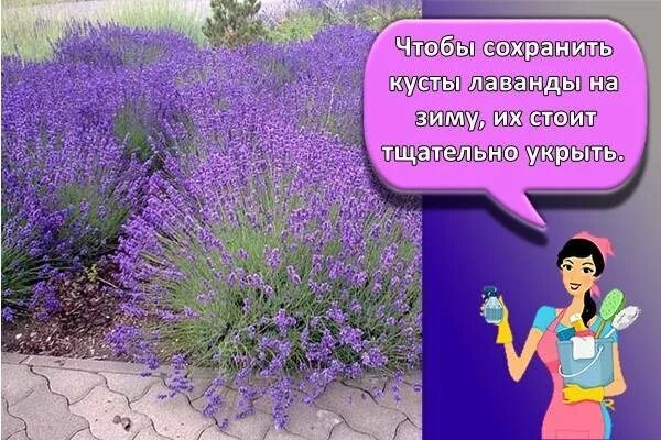 Как сохранить лаванду