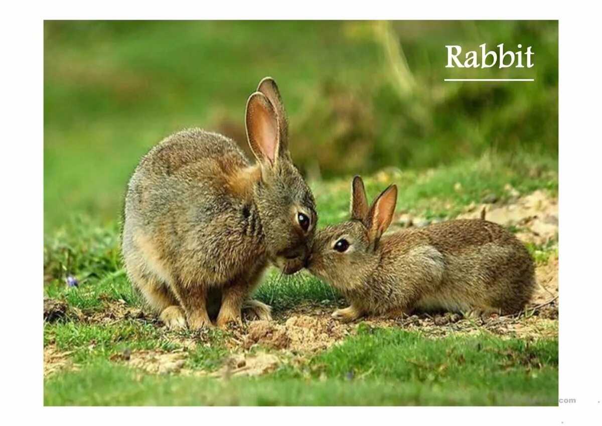 Bunnies family. Зайцы семья. Семья заек. Язык кролика. Sullivan family кролики.