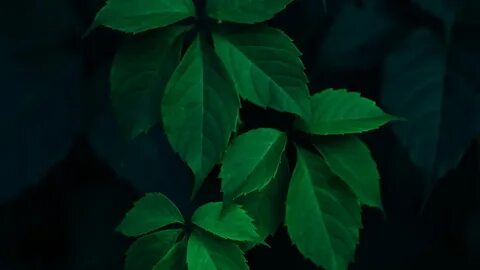 Fast leaves
