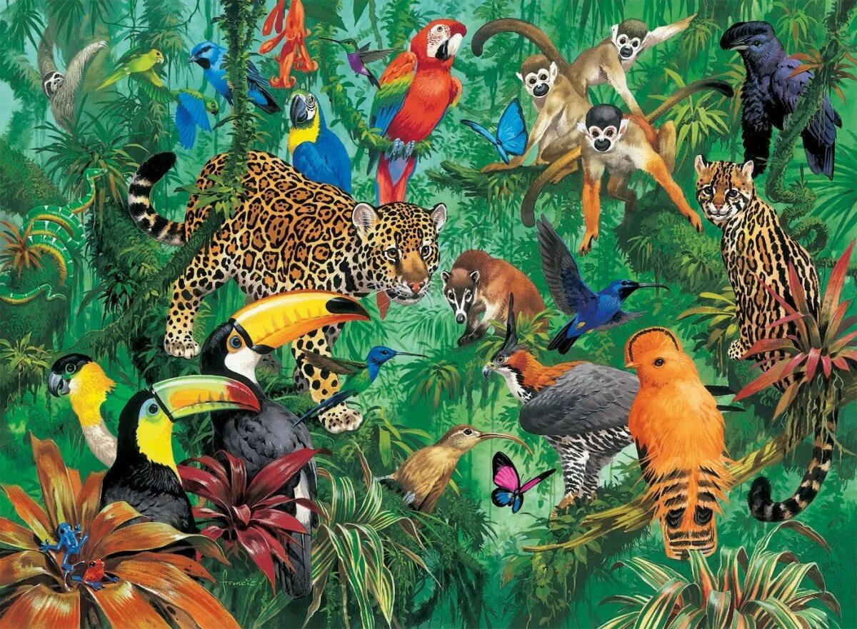 Тропический лес. Животные тропического леса. Животные тропического леса для детей. Обитатели джунглей для детей.