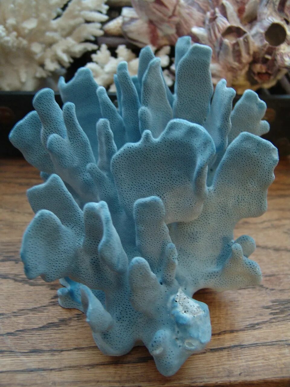 Coral blue. Коралл Акори. Голубой коралл Акори. Кораллы в Тайланде. Коралл минерал необработанный.