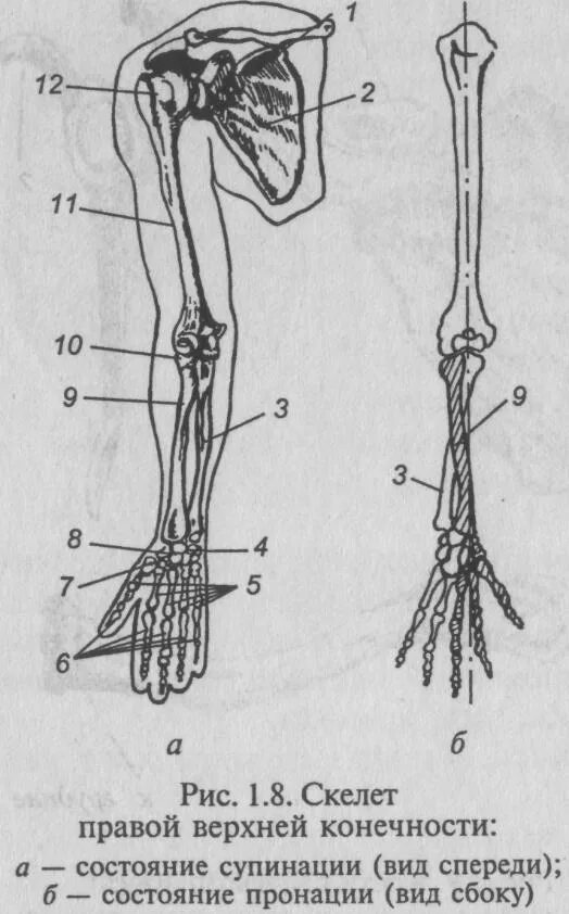 Скелет верхней конечности рисунки. Кости верхней конечности правой вид спереди. Кости пояса и свободной верхней конечности. Скелет плечевого пояса и свободной верхней конечности. Рис. А скелет верхней конечности.