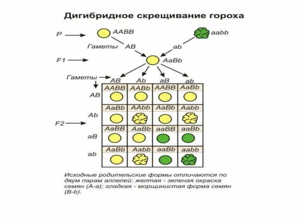 Дигибридное скрещивание аавв аавв. Принципиальная схема дигибридного скрещивания. Дигибридное скрещивание гороха. Схема наследования признаков при дигибридном скрещивании. Дигибридное скрещивание третий закон Менделя.