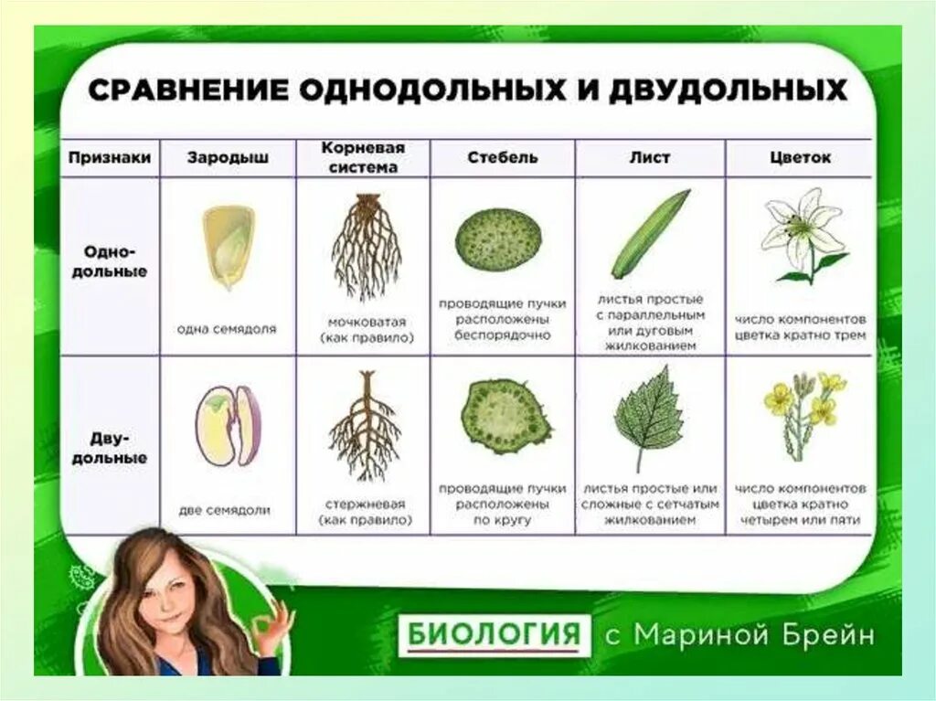 Как отличить двудольные. Различия классов однодольных и двудольных растений. Признаки двудольных растений схема. Биология 9 класс Однодольные и двудольные. Однодольные двудольные растения 9 класс.