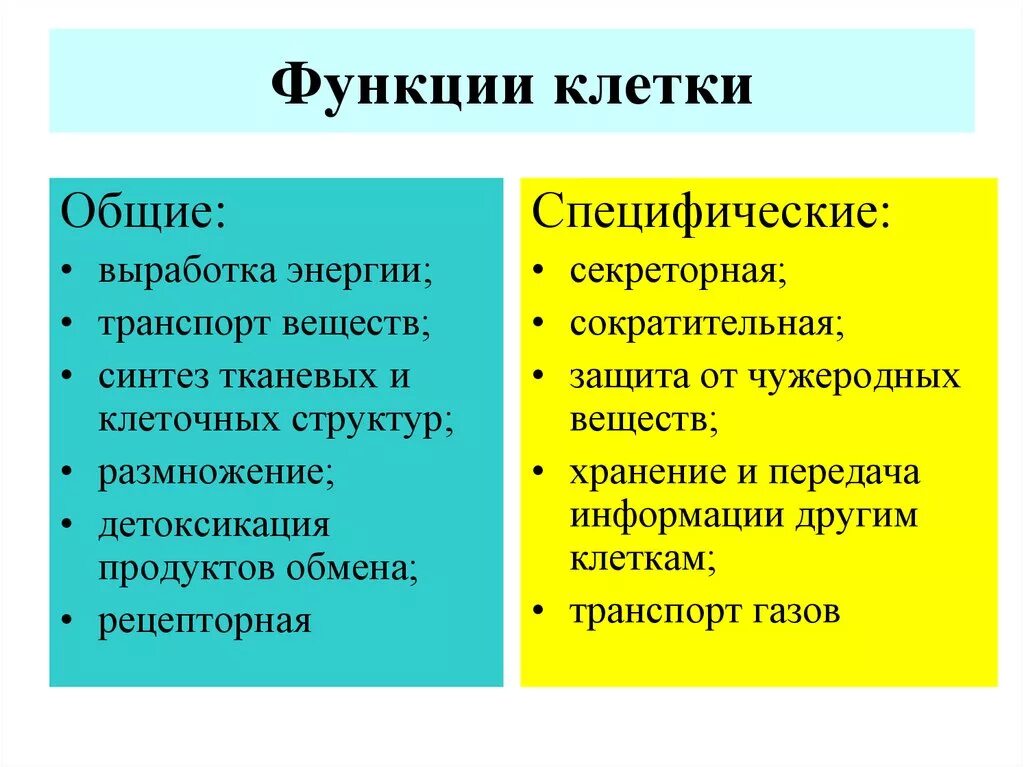 Общие функции клеток. Основные свойства и функции клеток. Базовые функции клетки. Функции клетки в биологии.