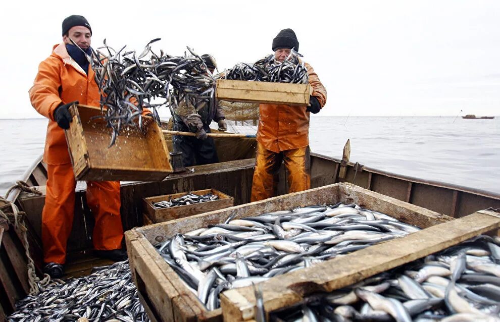 Промысел рыбы. Промышленный лов рыбы. Рыбная промышленность России. Добыча рыбы в России.