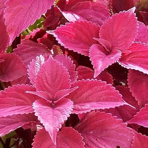 Coleus `Wizard Scarlet` / Koleus / Okrasná žihľava, K7