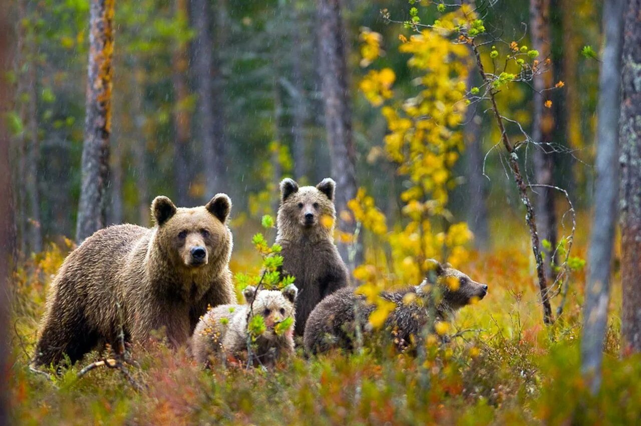 Бурый медведь Таганай. Картина медвежья семья Ушакова. "Медведи в лесу" Kim Norlien. Бурый медведь в тайге России. Wildlife на русском