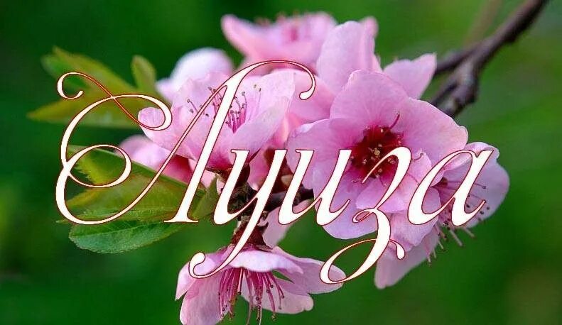 Именные гифки. Цветок Луиза. С днём рождения лулиза. С днём рождения Луиза. Луиза с днём рождения поздравления.