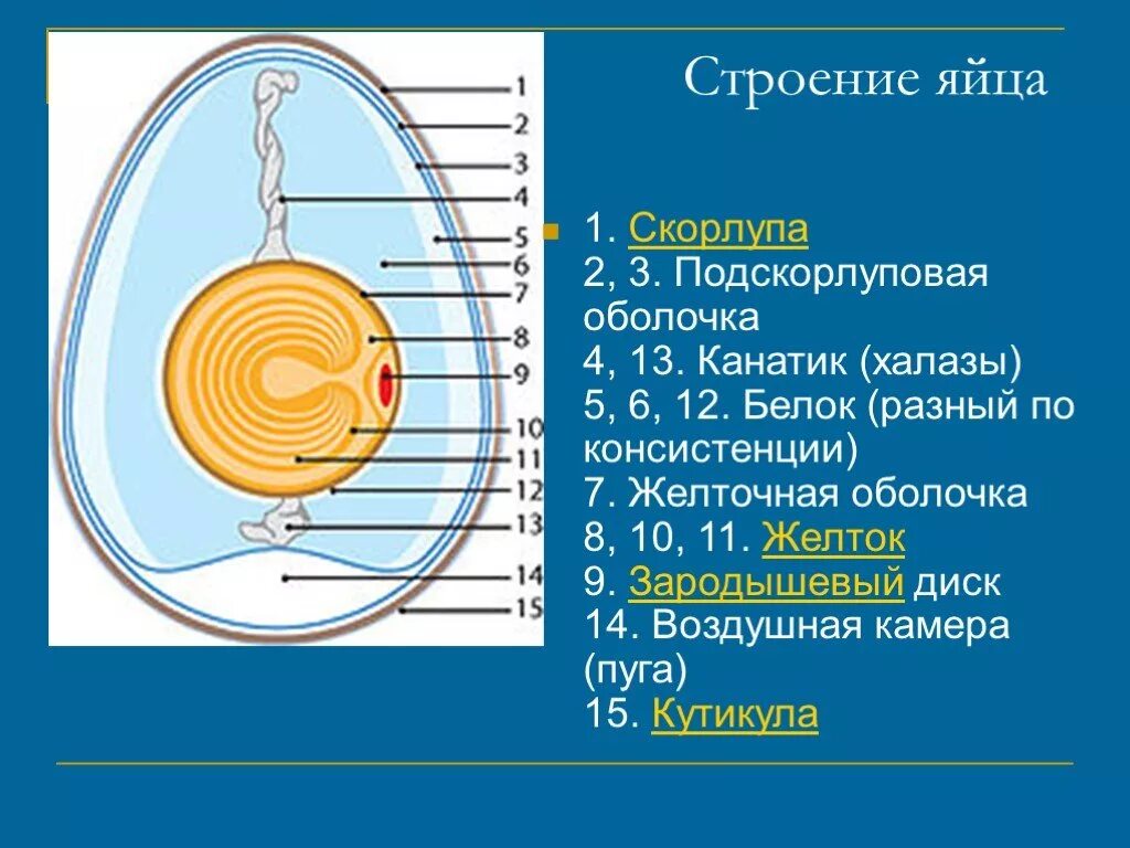 Строение яйца птицы и функции. Строение яйца птицы. Строение яйца птицы халазы. Строение халазы в яйце. Строение яйца оболочка яйца.