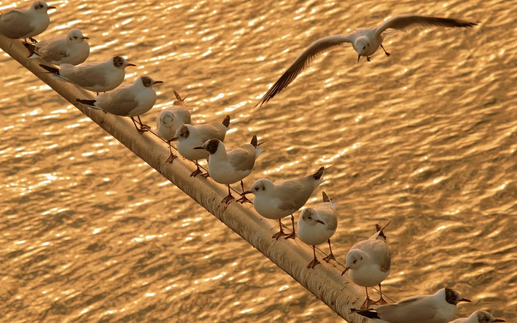 На дереве сидело 20 птиц. Стая птиц. Стая чаек. Обои Чайки. Стайка птиц сидит.