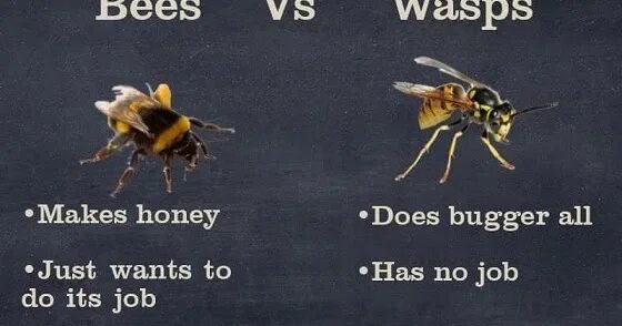 How Bees make Honey. Рок-группа Bees make Honey. Презентация how do Bees make Honey.. Bees перевод. Honey is перевод