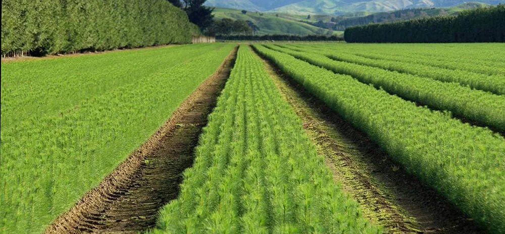 Скотоводство в австралии. Растениеводство. Лпх. Agriculture forestry. Agriculture forestry.
