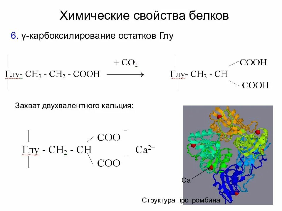 Кальций в составе белков. Карбоксилирование белков. белки химические свойства. химические свойства белка карбоксилирование белков. гамма карбоксилирование белков.