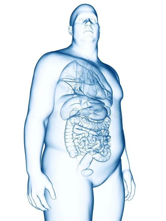 Мужчина без органа. Медицинская иллюстрация живот. Из чего состоит живот человека. Брюхо жирного человека строение. Биология мужской живот иллюстрация.