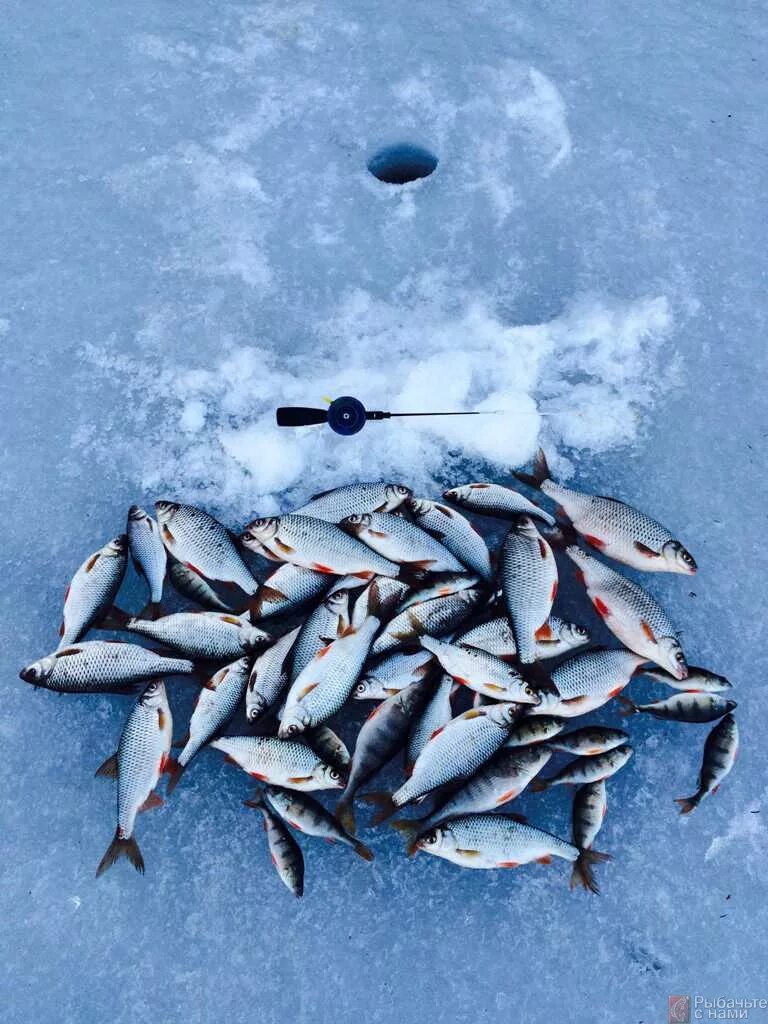 Плотва на льду. Рыбалка на плотву. Плотва на льду. Чебак красноперка. Чебак плотва сорога.