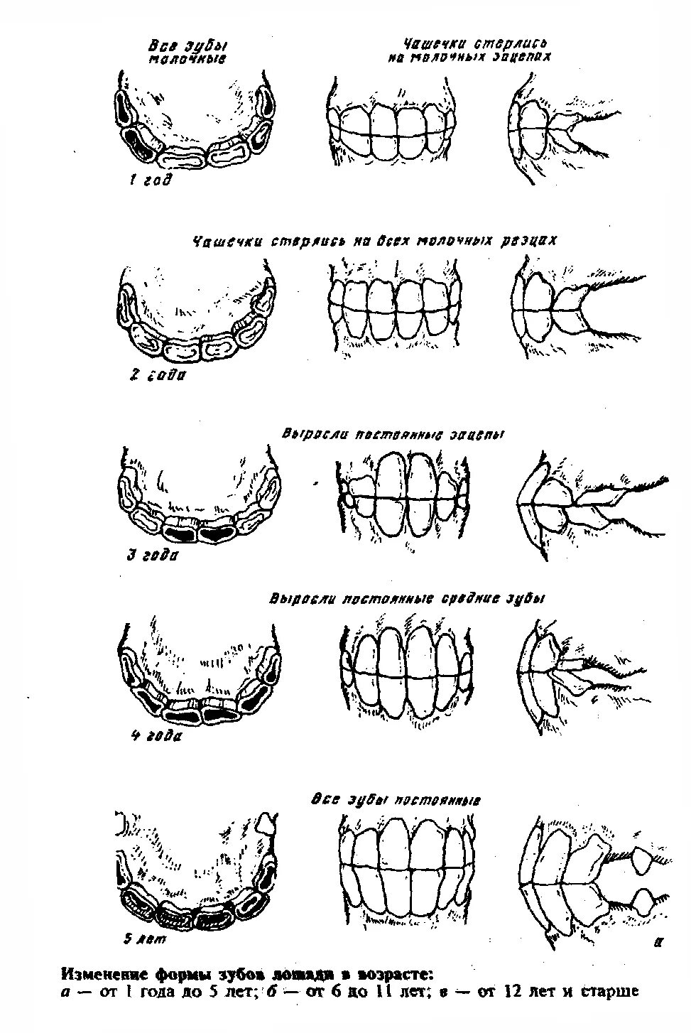 C определить возраст. Определение возраста лошади по зубам. Возрастные изменения резцовых зубов лошади. Определение возраста лошади по зубам таблица. Зубы лошади Возраст.