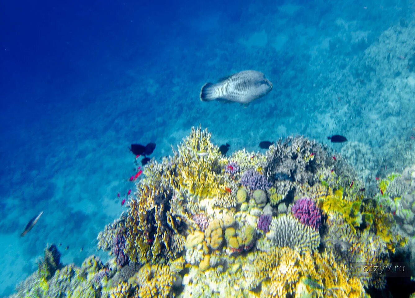Reef обзор. Big cats green island reef cruises.
