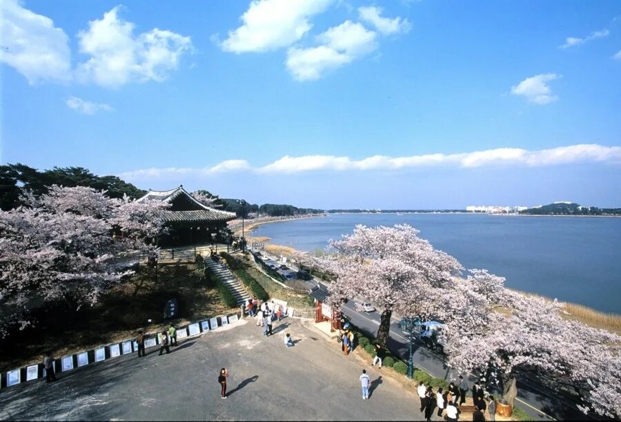 Каннын. Каннын город в корее. Sun cruise resort южная корея. Каннын южная корея море. Gangneung южная корея достопримечательность.