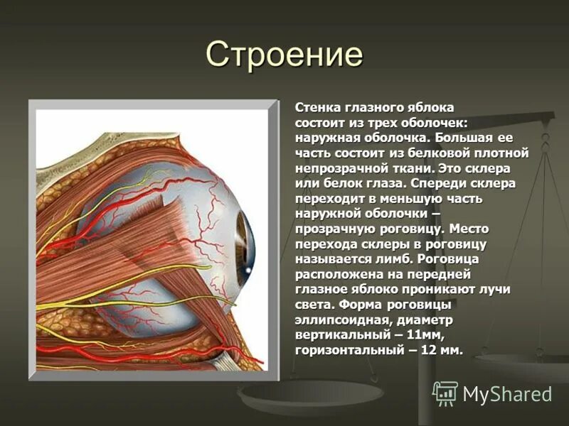 Строение глаза глазное яблоко