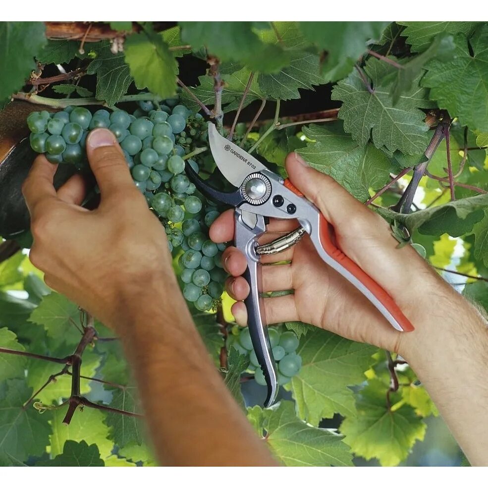 Секатор фискарс p741. 00. Секатор садовый hitools pro sr-22. Какой секатор. Секатор новосад.