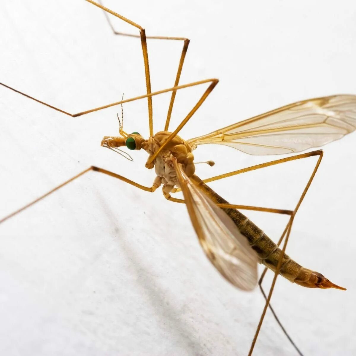 Комар большой как называется с длинными. Малярийный комар большой комар. Долгоножка кольчатая. Карамора комар. Комар долгоножка.