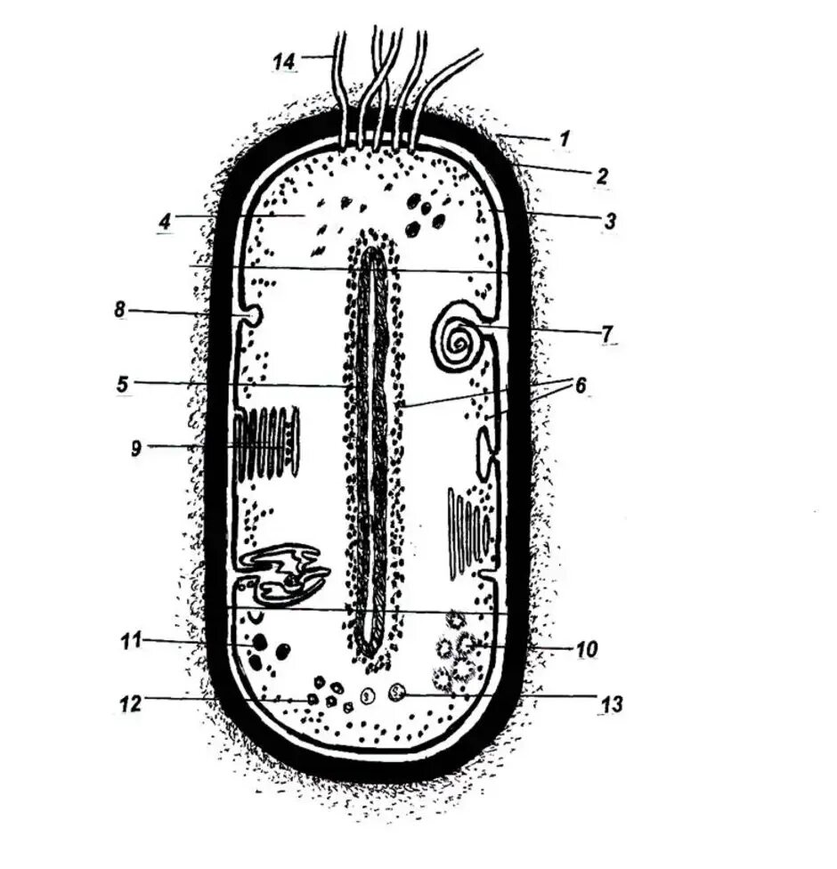 Прокариоты задания. Прокариотическая клетка bacteria. Структура бактериальной клетки схема. Строение бактериальной клетки рис. Схематическое изображение строения бактериальной клетки.