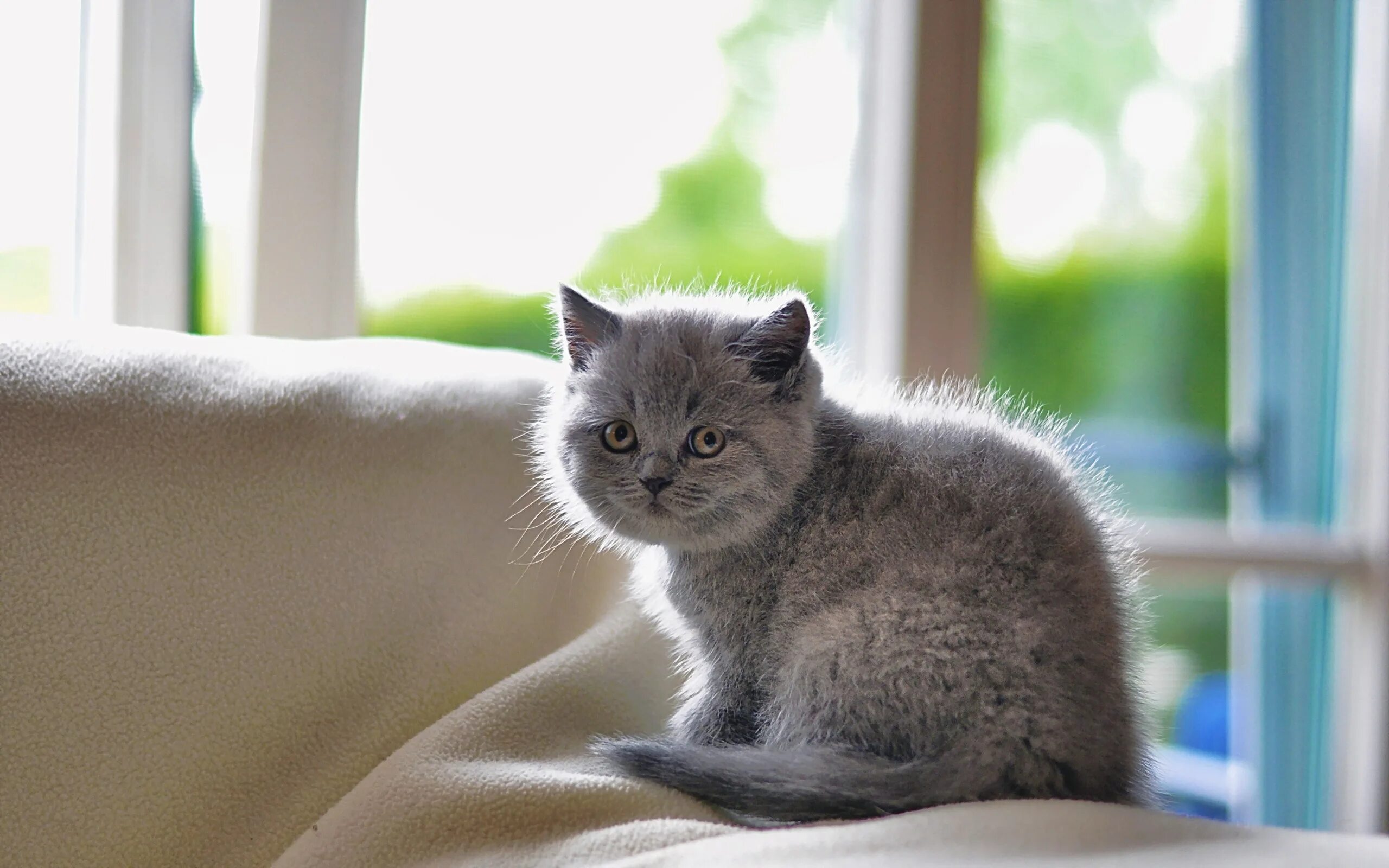 Британец пушистый серый котенок. Серый британец котенок. Британская короткошёрстная кошка маленькая. Британская короткошёрстная кошка шиншилла. Стол кошечка