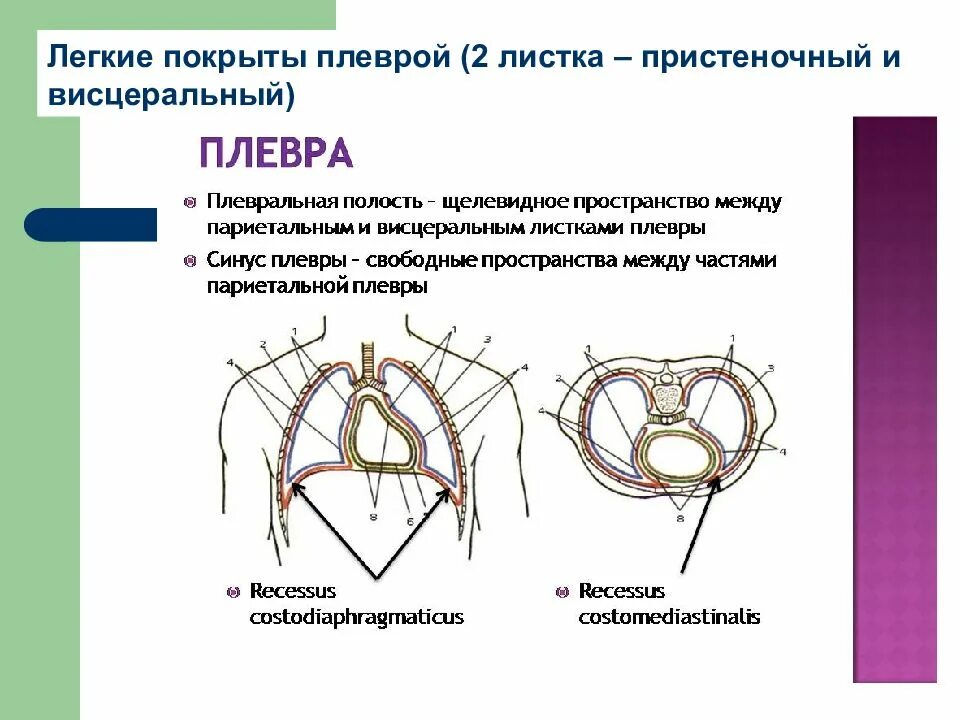 Легочный синус. Плевра части синусы плевры. синусы плевры анатомия. синусы плевральной полости. висцеральный листок плевры покрывает.