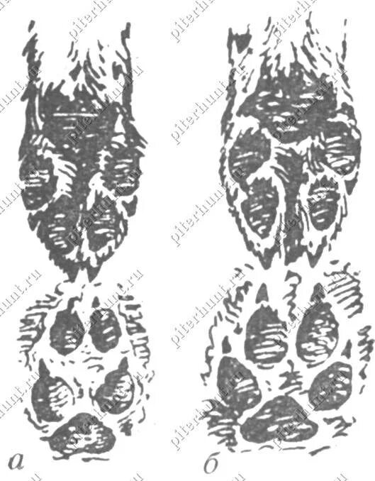 Как отличить следы. Волчьи следы на снегу и собачьи отличие. Отличие волчьих следов от собачьих. След волка и след собаки отличия. След волка лисы и собаки отличия.