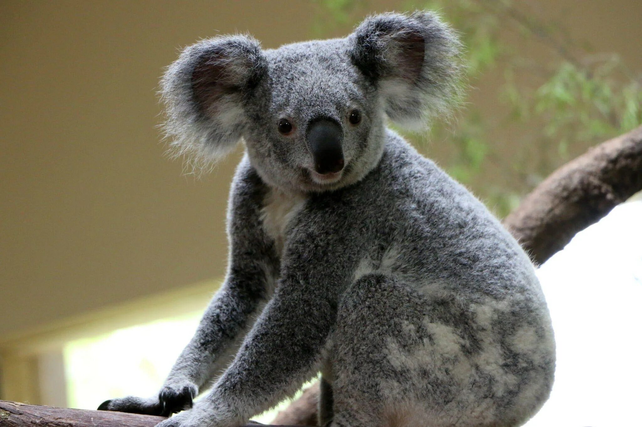 Коала. Медведь коала. Эндемики Австралии коала. Лысая коала. Коала относится к