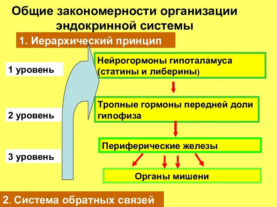 Иерархического соподчинения элементов нервной системы. Регуляция эндокринной системы. Иерархия эндокринной системы. Общие принципы эндокринной регуляции. Уровни организации эндокринной системы.