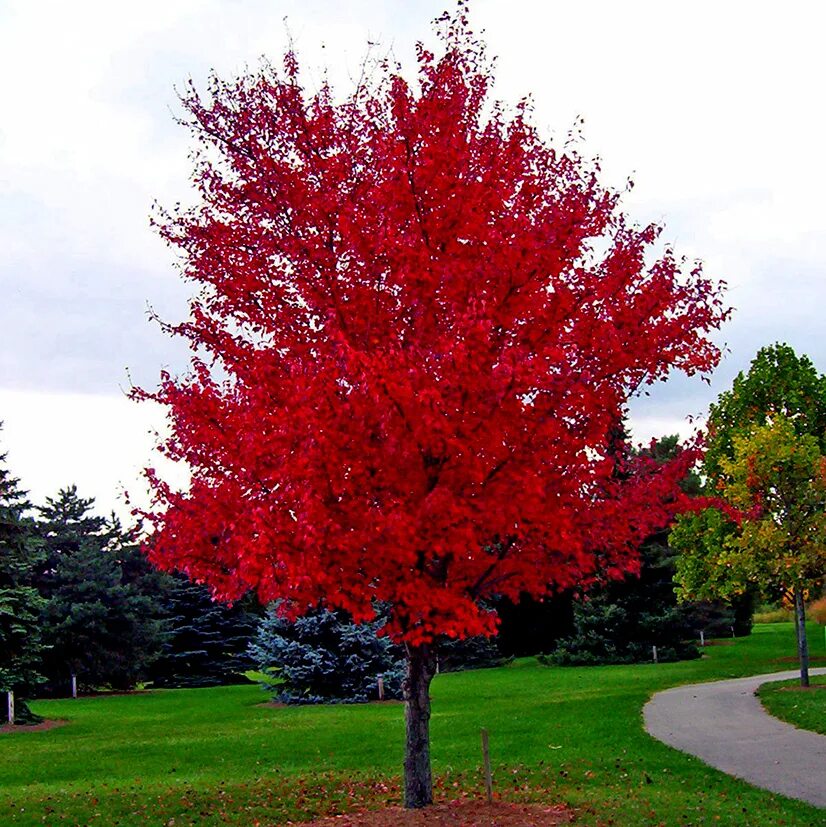 Красные деревья названия и фото. Клен красный Acer rubrum. Acer rubrum (клен красный) 'Red Sunset'. Клен Гиннала. Клен Гиннала Acer ginnala.