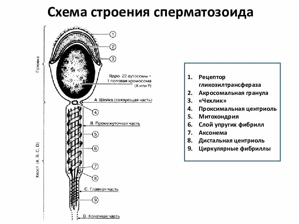 Рисунок мужской половой клетки. Строение сперматозоида эмбриология. Строение сперматозоида гистология. Строение сперматозоида человека гистология. Схема электронно микроскопического строения сперматозоида человека.