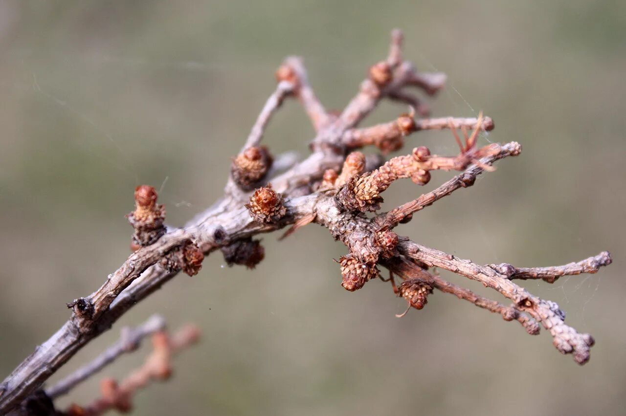 Сибирская лиственница почки. Сибирская лиственница почки. Лиственница весна. Скрученная широколиственная сосна. Почки лиственницы хвоя.
