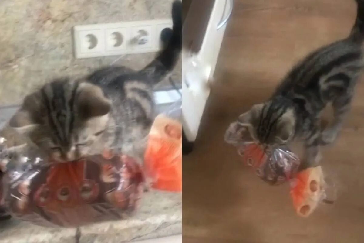 Украден котенок. Rjnbr djhetn tle. кот украл. вороватый котенок. котята воруют еду.
